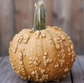 Grizzly Bear Pumpkin - 10 Seeds