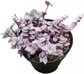 4"pot Callisia repens 'pink pather'