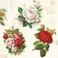 Card Roses