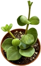 3"pot Peperomia Hope