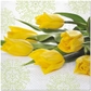 Yellow Tulips