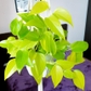 Neon Pothos Plant