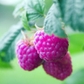 Purple Raspberry