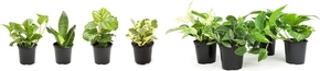 Houseplant + Live Pothos Plants (4PK)