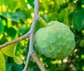 Custard Apple - 5 Seeds