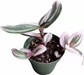 4"pot Tradescantia Nanouk