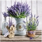 Lavender Bucket