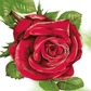 Red Rose