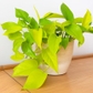 Neon Pothos Live Plant