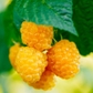 Fall Gold Raspberry