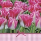 Pink Tulips