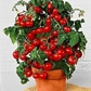 Cherry Tomato - 50 Seeds