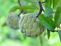 Sugar Apple - 5 Seeds