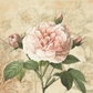 Rose Card