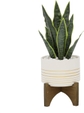 Snake Plant 12", White/Gold Line