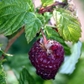 Glencoe Raspberry Plants