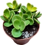 4"pot Peperomia Hope