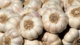 4 Music Garlic Bulbs for Planting