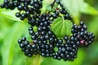 Elderberry - 50 Seeds