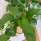 Green Pothos Plant