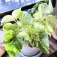 Marble Queen Pothos