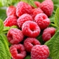 Red Raspberry