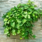 Green Pothos Live Plant