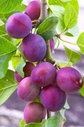 Plum - 20 Seeds