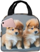 Pomeranians Puppies And Point2