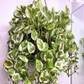 Pearls And Jade Pothos Plant