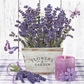 Lavender Bunches