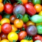 Rainbow Cherry Tomato - 50 Seeds