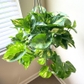 Golden Pothos Plant