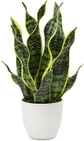 Snake Plant