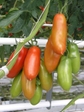 50ct San Marzano Heirloom Tomato