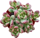 Sedum lucidum Obesum