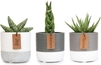 Snake Plants - Ceramic Two-tone Pots