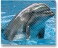 Dolphin Greeting