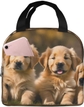 Golden Retriever Dogs Puppies Pets