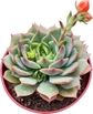 Echeveria 'Ramillette'