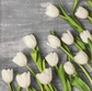 White Tulips