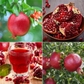 Pomegranate - 30 Seeds