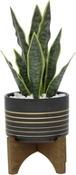 Snake Plant 12", Black/Gold Line