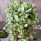 Pearls And Jade Pothos Live Plant