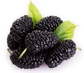 Organic Black Mulberries