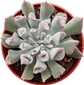 Echeveria Trumpet Pinky