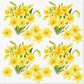 Daffodills