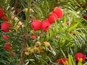 English Yew - 10 Seeds