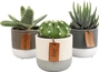 Cacti and Succulent Mix - Ceramic Two-tone Pots