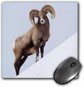 Rocky Mountain Bighorn Sheep